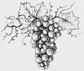 Виноград
